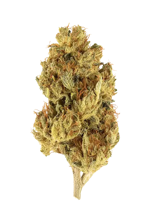 Gucci Bang, yakıtımsı aroması ve rahatlatıcı etkisiyle bilinen Indica baskın bir türdür. Yüksek THC içeriğiyle öne çıkar. Genetik yapısını keşfedin ve detayları görüntüleyin.