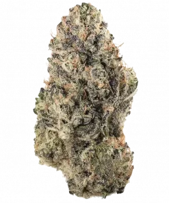 Guerrilla's Gusto, tatlı ve toprak aromalı, yüksek verimli bir Indica türüdür. Depresyon ve stresi azaltmaya yardımcı olabilir. Özelliklerini keşfedin.