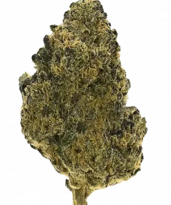 Gumdumz, yakıtımsı aroması ve THC ile öne çıkan indica baskın bir türdür. Rahatlatıcı etkileriyle bilinir. Bu eşsiz türü keşfedin.