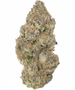 Gummy Bears, çilek ve narenciye aromalı, dengeli bir hibrit türdür. Orta seviyedeki THC içeriğiyle öne çıkar. Bu eşsiz türün genetik yapısını keşfedin.