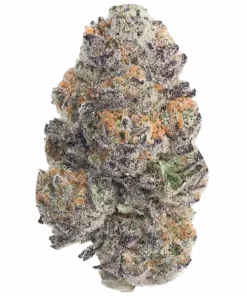 Gushari, vanilya ve yakıtımsı aromalarıyla öne çıkan dengeli bir hibrit türdür. Yüksek THC içeriğiyle dikkat çeken bu türün genetik yapısını keşfedin.