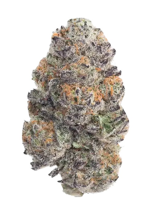 Gushari, vanilya ve yakıtımsı aromalarıyla öne çıkan dengeli bir hibrit türdür. Yüksek THC içeriğiyle dikkat çeken bu türün genetik yapısını keşfedin.