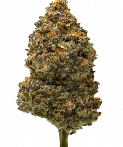 Gushers, tropikal meyve aromaları ve dengeli THC içeriğiyle öne çıkan bir hibrit türdür. Ağrı ve stresi hafifletici etkileriyle bilinir. Özelliklerini keşfedin.