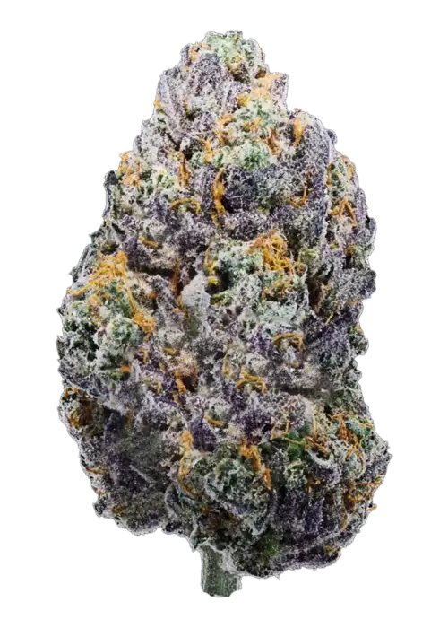 Guwop Green, ananas aromaları ve yüksek THC içeriğiyle öne çıkan Indica baskın bir türdür. Yoğun etkilerini ve genetik yapısını keşfedin.