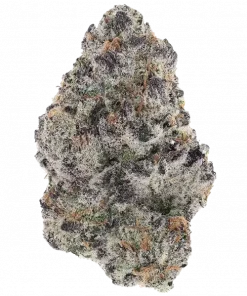 Guz, yakıtımsı aroması ve yüksek THC içeriğiyle öne çıkan bir türdür. Limon ve şerbet notalarıyla benzersiz genetik yapısını keşfedin ve etkilerini görüntüleyin.