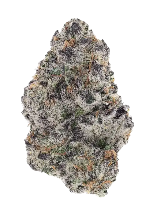 Guz, yakıtımsı aroması ve yüksek THC içeriğiyle öne çıkan bir türdür. Limon ve şerbet notalarıyla benzersiz genetik yapısını keşfedin ve etkilerini görüntüleyin.