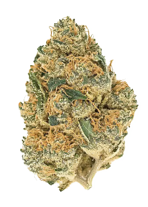 Gym Crush, sert aroması ve THC oranıyla öne çıkan Indica baskın bir türdür. Derin rahatlama ve uyku getirici etkilerini keşfedin.