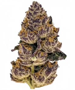 Gyoza, yakıtımsı ve meyvemsi aromalarıyla öne çıkan Indica baskın bir türdür. THC içeriğiyle derin rahatlama sağlar. Etkilerini keşfedin.