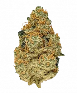 Habibi, kayısı aromaları ve rahatlatıcı etkileriyle bilinen Indica dominant bir türdür. Yüksek verimli genetik yapısını keşfedin ve detaylı özelliklerini görüntüleyin.