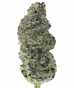 Halitosis Island, sert benzin kokusu ve rahatlatıcı etkileriyle bilinen bir hibrit türdür. Anksiyete ve uykusuzluğa iyi gelir. Bu eşsiz türü keşfedin.