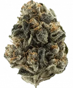 Han Solo Burger, odunsu ve baharatlı aromasıyla öne çıkan güçlü bir indica türüdür. THC içeriğiyle rahatlatıcı etkilere sahiptir. Genetik yapısını keşfedin.