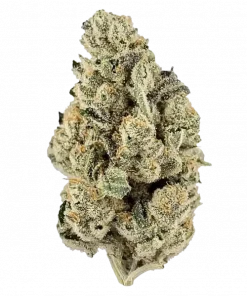 Harlequin, mango aromaları ve canlandırıcı Sativa etkisiyle bilinen dengeli bir türdür. Colombian Gold genetiğiyle gelen bu eşsiz deneyimi keşfedin.