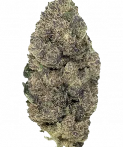 Hash Burger, yakıtımsı aroması ve 'ye varan THC içeriğiyle öne çıkan Indica dominant bir türdür. Benzersiz genetik yapısını ve etkilerini keşfedin.