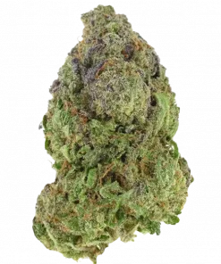 Hash Crack, tropikal narenciye aromaları ve dengeli etkileriyle öne çıkan bir hibrit türdür. Yüksek THC içeriğiyle stres ve yorgunluğa iyi gelir. Keşfedin.