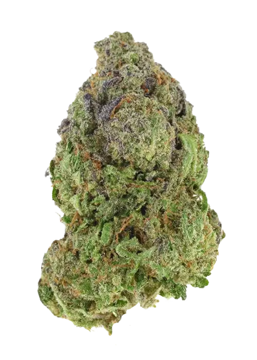 Hash Crack, tropikal narenciye aromaları ve dengeli etkileriyle öne çıkan bir hibrit türdür. Yüksek THC içeriğiyle stres ve yorgunluğa iyi gelir. Keşfedin.