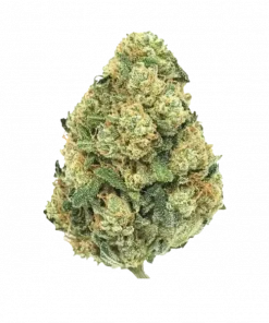 Hash Plant, topraksı aroması ve rahatlatıcı etkisiyle bilinen bir indica türüdür. Yüksek reçine üretimiyle öne çıkar. Genetik yapısını ve faydalarını keşfedin.