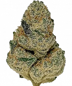 Hawaiian, tropikal meyve aromaları ve yüksek THC içeriğiyle bilinen sativa baskın bir türdür. Enerji veren etkilerini keşfedin ve hemen görüntüleyin.