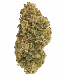 Hawaiian Hash Berry, tatlı meyve aromaları ve dengeli etkisiyle öne çıkan bir türdür. Anksiyete ve stresi azaltmaya yardımcı Sativa etkilerini keşfedin.