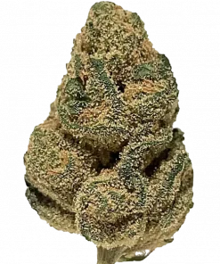 Hawaiian Punch, tatlı ananas aroması ve dengeli etkisiyle öne çıkan hibrit bir türdür. Artrit ve stresi azaltmaya yardımcı olabilir. Özelliklerini keşfedin.