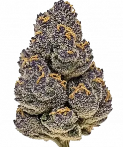 Hawaiian Rain, yakıtımsı aroması ve yüksek THC içeriğiyle öne çıkan Sativa baskın bir türdür. Canlandırıcı etkilerini ve genetik yapısını keşfedin.