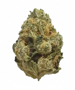 Original Haze, yakıtımsı ve baharatlı aromalarıyla bilinen, yaratıcılığı tetikleyen Sativa baskın türdür. Eşsiz genetik yapısını keşfedin ve ilham alın!