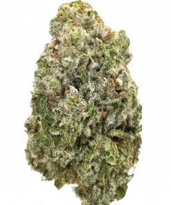 Haze Berry, yaban mersini aromaları ve dengeli etkisiyle öne çıkan Sativa baskın bir türdür. Depresyon ve stres için ideal. Genetik yapısını keşfedin.
