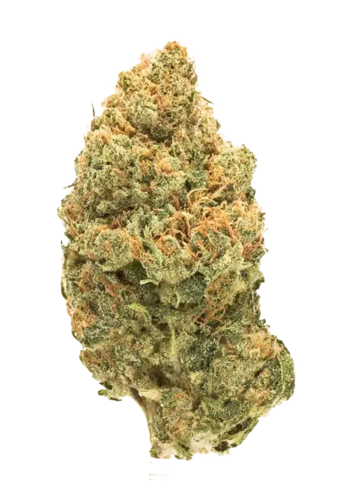 Haze Queen, limon aromalı ve yüksek THC'li bir sativa türüdür. Enerji veren yapısıyla öne çıkar. Genetik özelliklerini ve eşsiz aromasını keşfedin.