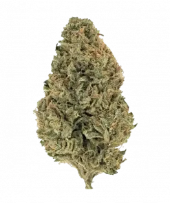 Hazelnut Cream, tatlı fındık aroması ve yüksek THC içeriğiyle öne çıkan Sativa baskın bir türdür. Yatıştırıcı etkilerini ve genetik yapısını keşfedin.