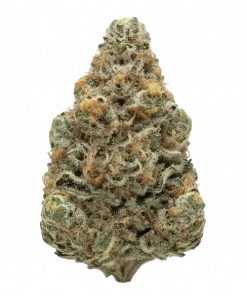 Hazmat, yakıtımsı aroması ve yüksek THC içeriğiyle bilinen indica dominant bir türdür. Ağrı ve stresi azaltıcı etkilerini keşfedin ve hemen görüntüleyin.