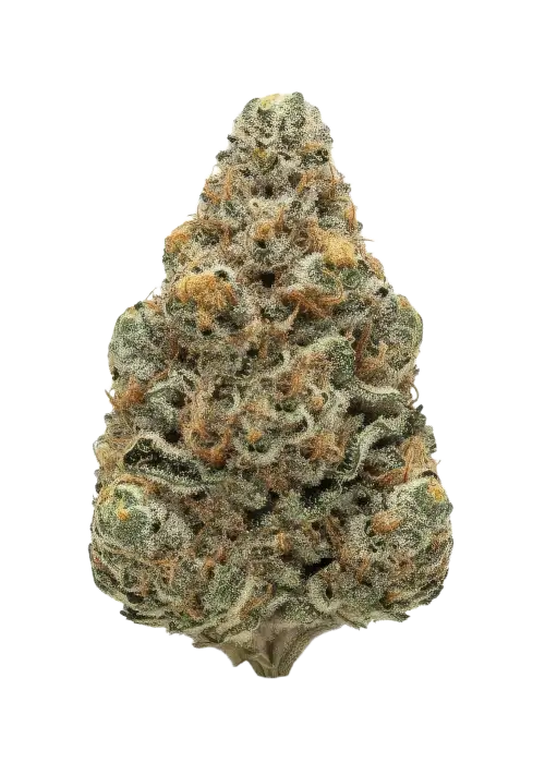 Hazmat, yakıtımsı aroması ve yüksek THC içeriğiyle bilinen indica dominant bir türdür. Ağrı ve stresi azaltıcı etkilerini keşfedin ve hemen görüntüleyin.