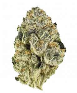 Headband (HB), yakıtımsı aroması ve yüksek THC içeriğiyle bilinen dengeli bir hibrit türdür. Rahatlatıcı etkilerini ve genetik yapısını keşfedin.