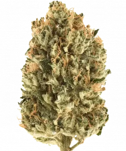 Headbanger, yakıtımsı ve tatlı aromalarıyla öne çıkan Sativa baskın bir türdür. Yüksek THC içeriğiyle yaratıcılığı keşfedin. Genetik yapısını görüntüleyin.