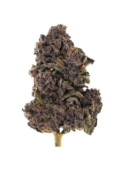 Heavy Hustle, yakıtımsı aroması ve rahatlatıcı etkisiyle öne çıkan Indica ağırlıklı bir hibrit türdür. Yüksek THC içeriğiyle dikkat çeken bu türü keşfedin.