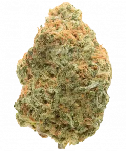 Heel Hook, yakıtımsı aroması ve yüksek THC içeriğiyle öne çıkan bir hibrit türdür. RS11 ve Chem 3 genetiğiyle elde edilen bu türün etkilerini keşfedin.