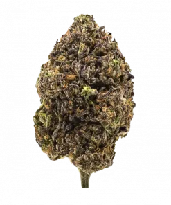 Heir Heads, yakıtımsı ve toprak notalarıyla öne çıkan dengeli bir hibrit türdür. Runtz ve Apples & Bananas genetiğini keşfedin. Etkilerini görüntüleyin.