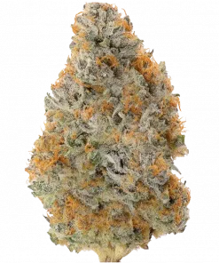 Hell Band, sert dizel aroması ve rahatlatıcı etkileriyle bilinen indica dominant bir türdür. Stres ve ağrı için ideal. Genetik yapısını keşfedin.