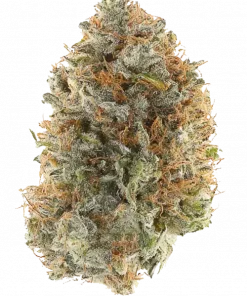 Hells 99, tropikal aromaları ve dengeli yapısıyla öne çıkan hibrit bir türdür. Enerji ve rahatlama sunan bu türün genetik yapısını keşfedin.