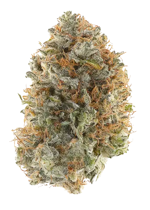 Hells 99, tropikal aromaları ve dengeli yapısıyla öne çıkan hibrit bir türdür. Enerji ve rahatlama sunan bu türün genetik yapısını keşfedin.