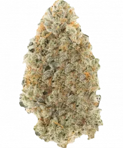 Hell's Gold, tatlı narenciye aromaları ve güçlü rahatlatıcı etkileriyle bilinen indica dominant bir türdür. Ağrı ve stres için ideal. Özelliklerini keşfedin.