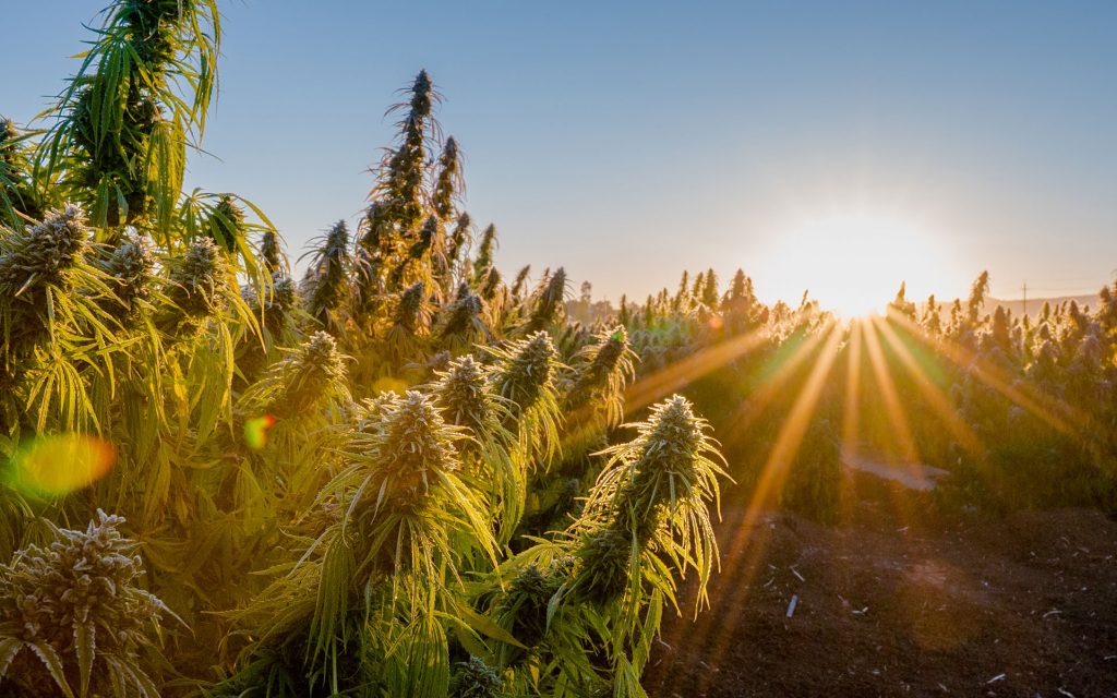 Hemp (Endüstriyel kenevir), tekstil ve diğer amaçlarla kullanılan, günümüzde ise CBD ürünleri için yararlanılan bir kenevir formudur.