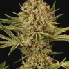 Herz OG Feminized Esrar Tohumu (Exotic Seed)