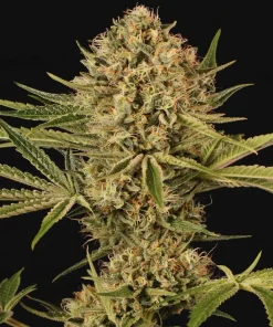 Herz OG Feminized Esrar Tohumu (Exotic Seed)