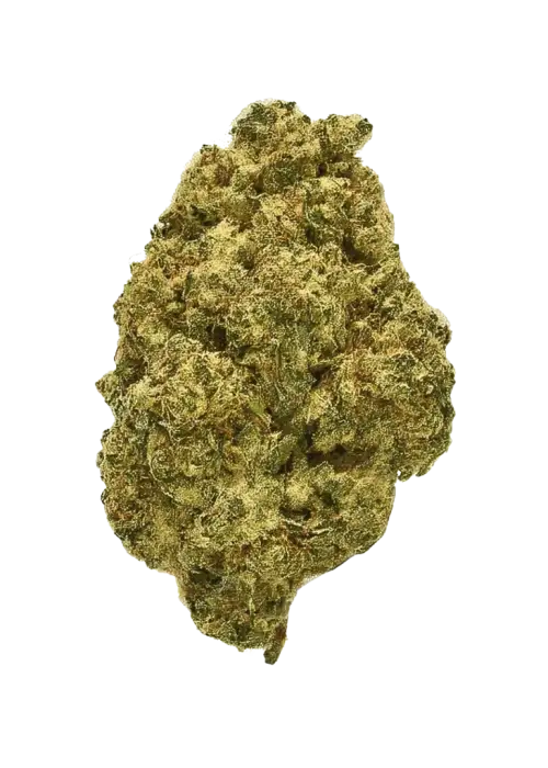 Herz OG, bal ve çam aromalı, yüksek THC'li Indica baskın bir türdür. Rahatlatıcı ve yaratıcı etkileriyle öne çıkar. Özelliklerini keşfedin.