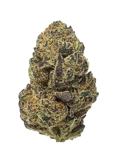 Hi-Octane, sert yakıtımsı aroması ve yüksek THC içeriğiyle bilinen dengeli bir hibrit türdür. Octane ve Sunset Sherbert genetiğini keşfedin ve etkilerini görüntüleyin.