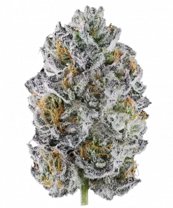 High MARS, tatlı çilek aroması ve 'ya varan THC içeriğiyle öne çıkan sativa baskın bir türdür. Benzersiz genetik yapısını ve etkilerini keşfedin.