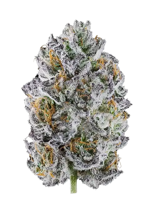 High MARS, tatlı çilek aroması ve 'ya varan THC içeriğiyle öne çıkan sativa baskın bir türdür. Benzersiz genetik yapısını ve etkilerini keşfedin.