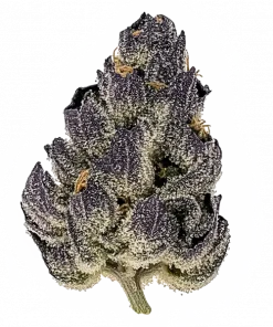 High School Yummies, taze meyve aromaları ve THC ile öne çıkan Indica dominant bir türdür. Mutluluk veren etkileriyle bilinir. Özelliklerini keşfedin.