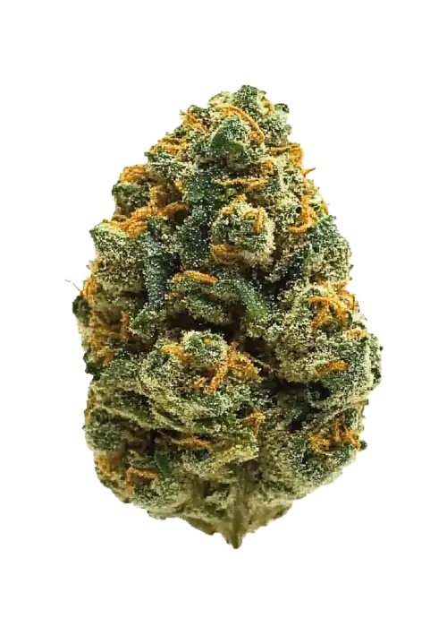 High Society, yakıtımsı ve tatlı aromaları ile öne çıkan dengeli bir hibrit türdür. 'e varan THC içeriğiyle ruh halinizi yükseltir. Özelliklerini keşfedin.