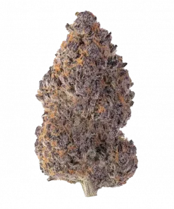 Highlighters, yakıtımsı ve meyvemsi aromalarıyla öne çıkan Sativa baskın türdür. Öforik etkileri ve kolay yetiştirilmesiyle dikkat çeker. Özelliklerini keşfedin.