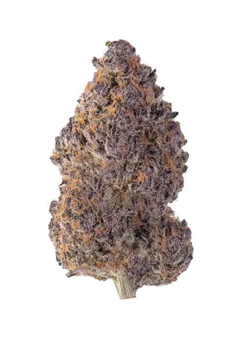 Highlighters, yakıtımsı ve meyvemsi aromalarıyla öne çıkan Sativa baskın türdür. Öforik etkileri ve kolay yetiştirilmesiyle dikkat çeker. Özelliklerini keşfedin.